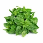 Organic Fresh Basil (Efirin)